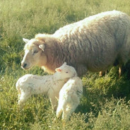 平均律莱斯特兰奇