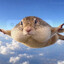 какао боб
