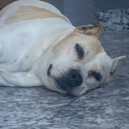 Ma7k0 - steam id 76561199213069408