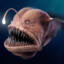 AnglerFish