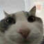 Nint