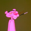 Zlaxine's avatar