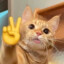 Gato Suricato