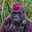 TRAP GORILLA