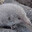 PolishShrew22 Steam avatar