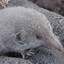 CantoneseShrew42