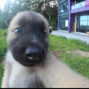 今晚我温柔不了