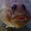 goby