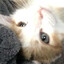 loncry's avatar