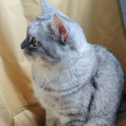 补药打我我很菜