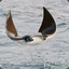 Pichu_Manta Ray Rider