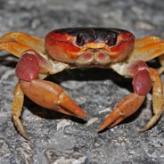 Crabik