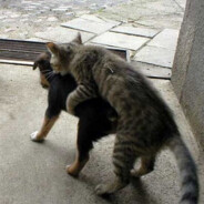 köpeğe çarpan pride