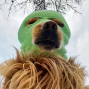 佩洛西是我吓跑的