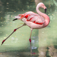 Flamingo