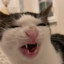 sweet_penguin