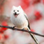 birbdoggo