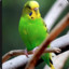 「fwiendly parakeet :3」