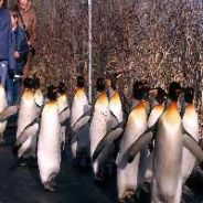 penguins