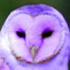 owlie