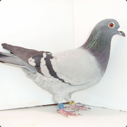 没错我就是鸽子