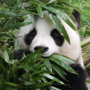 斯拉比这一生纳辉