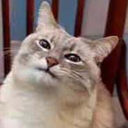 blini cat