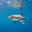 BigSharkPeek