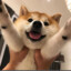 Shibe