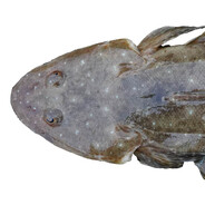 Flathead