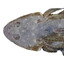 Flathead
