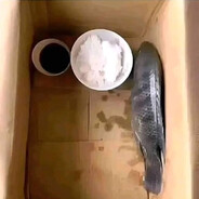 рИба в кАробкИ