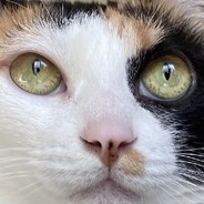 AbbyWoo avatar