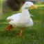 DuckTit