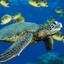 Turtle-