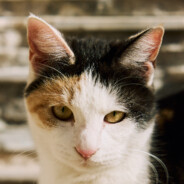 宇宙超级无敌暴龙战士