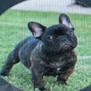 Mieszko's avatar