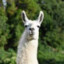 Llama