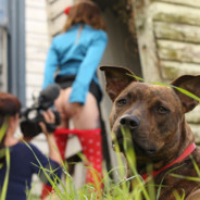 将军不下马 各自奔前程