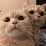 喵崽崽的老父亲