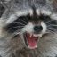 Angry Raccon