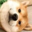 红烧小猪排