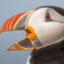 Paranoid Puffin