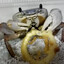 onion crab