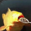 [DINGEL] KACPOR