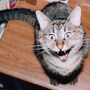 RussiaCat