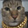 HoodCat