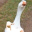 Mr.Päng