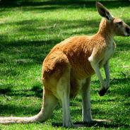 coconutkangaroo