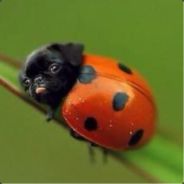 Ladypug